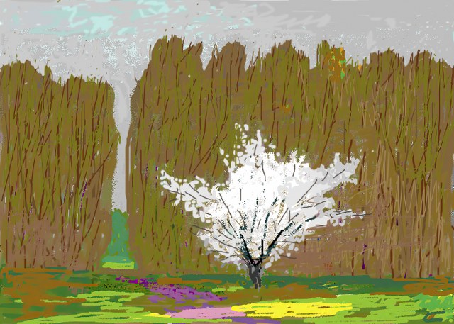 Цветущее дерево