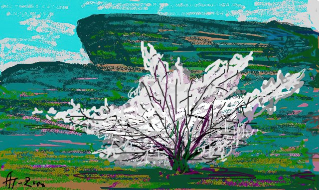 Урюк зацвёл